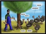 Pavos.jpg