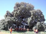 411988encina-2.jpg