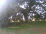 DSC00037.jpg