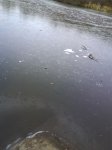 DSC00171.jpg