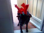 DSC00304.jpg