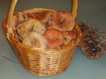 fotos de setas rebollones05.jpg