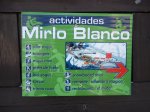 Mirlo Blanco.JPG