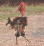 gallo.jpg