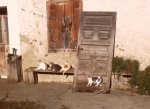 Gatos_579x423.jpg