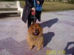 Chow chow 9-1-2011_369x276.jpg