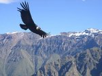 Condor Valle Colca.jpg