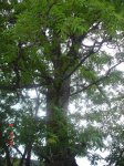arbre.JPG