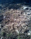Imagen074.jpg