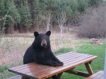 bear.jpg
