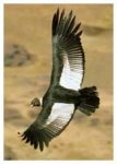 Condor Andino.jpg