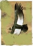 Condor%20Andino[1].jpg