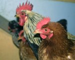 gallinas1.jpg