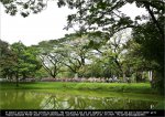 tdl11st03-green.jpg