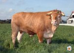carbuga-carne-buey-gallega.jpg