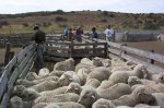 oveja_corral.jpg