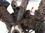 Detalle barro 1.JPG