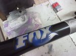 fox2.jpg