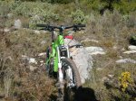Ibis2011w1.JPG