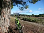 Ibis2011w2.JPG