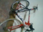 vivelo 1.jpg