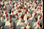 pavos.jpg