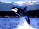 ORCA_ORCA.jpg