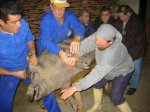86075-higuera-de-la-sierra-matanza-del-cerdo.jpg