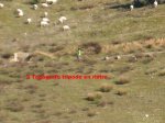 2 Topografo tripode en ristre [800x600].jpg