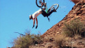 red bull.jpg