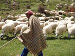 pastorovejas01.jpg