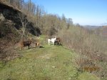 IMG_1462.JPG