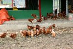 gallinero11-10.jpg