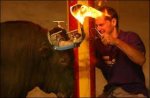 toros 3.jpg