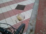 Foto0401.jpg