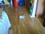 lola1.jpg