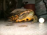 tortuga 003.jpg