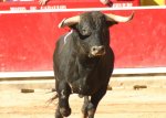 toros4.jpg
