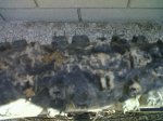 IMG00317-20110411-1249.jpg