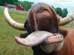 vaca.jpg