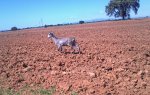 bicho2.jpg