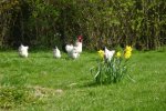 hens.JPG