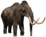 mamut.jpg