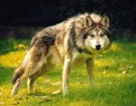 lobo1-6.jpg