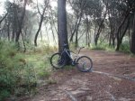 bosque.jpg