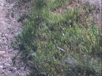 DSC00730.jpg