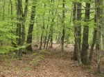 IMG_1717.JPG