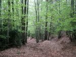 IMG_1707.JPG