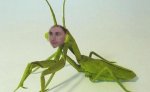 alvar.jpg
