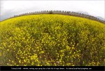 turk11-flowers.jpg